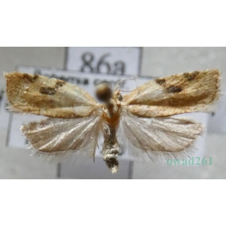Acleris ferrugana (Denis & Schiffermüller, 1775) Czech86a